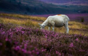 Религия - бык на четырех ногах, Основы религии