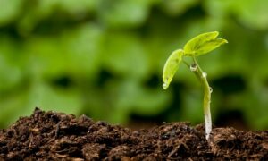 Критерии внутреннего роста