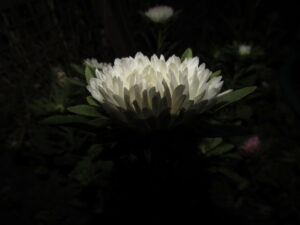 Жить по своей природе