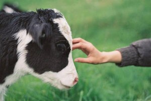 милосердие