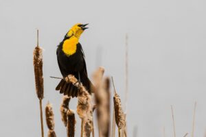 подавлять желания